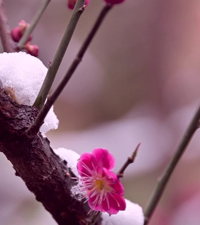 三月雪桃花