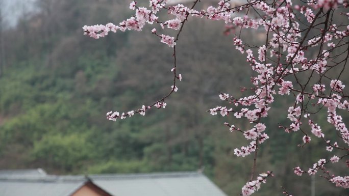 春天、桃花、樱桃花视频素材