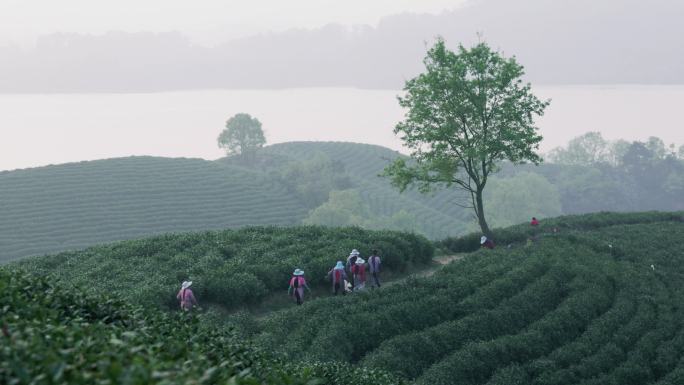 4K信阳毛尖茶山上的采茶工