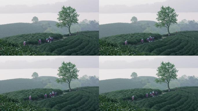 4K信阳毛尖茶山上的采茶工