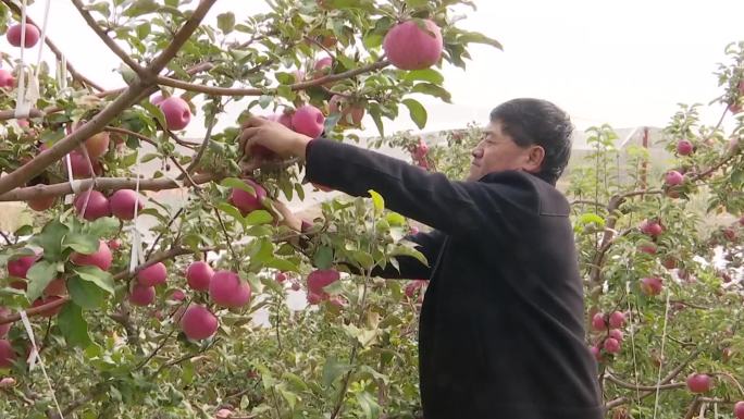市民游客在苹果园采摘苹果红红的苹果水果园