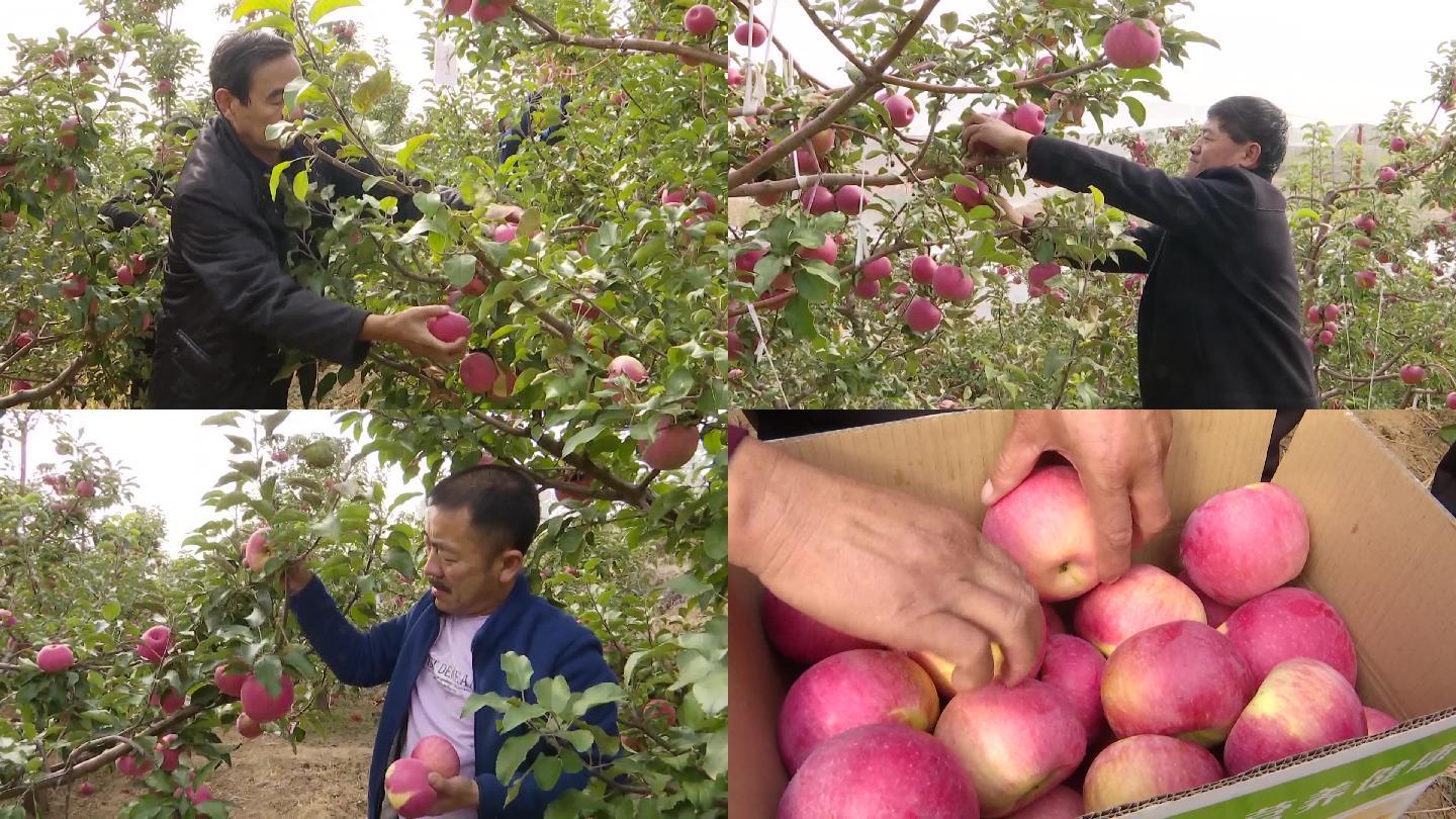 市民游客在苹果园采摘苹果红红的苹果水果园