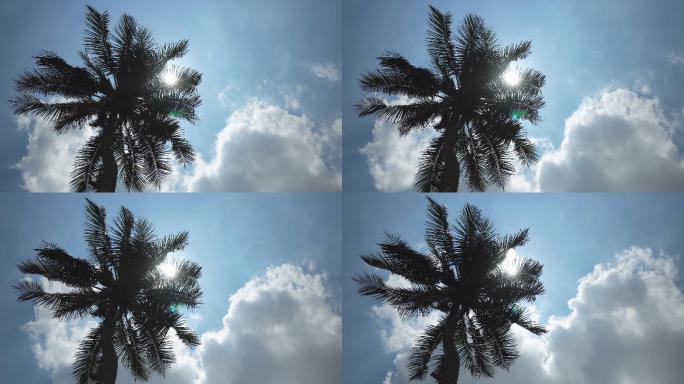 美丽的棕榈树热带海岸树影婆娑海风吹拂
