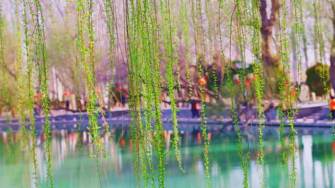 4K春天公园湖边杨柳嫩芽空镜头