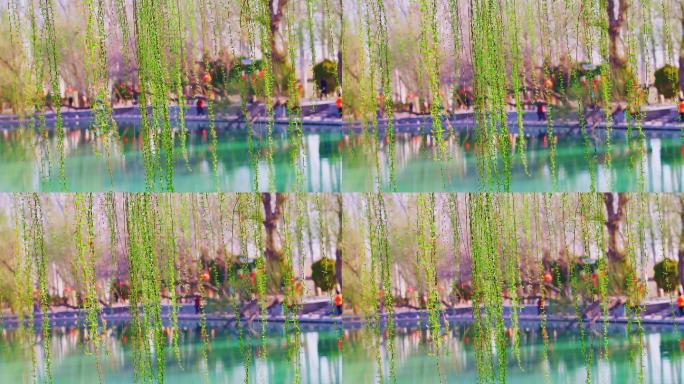 4K春天公园湖边杨柳嫩芽空镜头