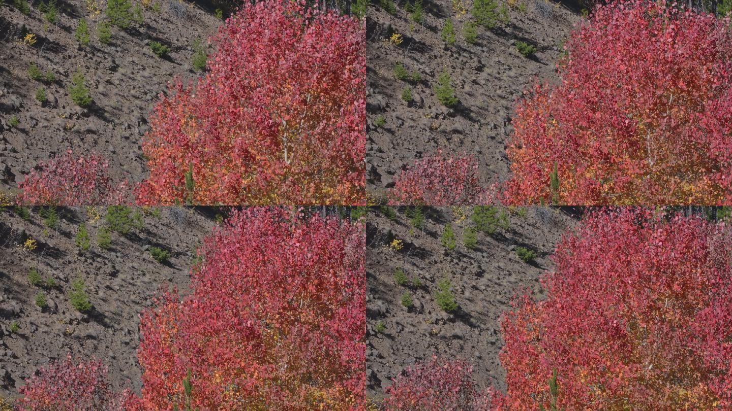 秋季的白杨树。秋季节气秋天红色杨树叶树叶