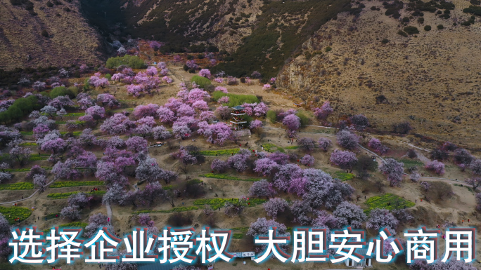 西藏风光视频林芝桃花节开满桃花山坡房屋