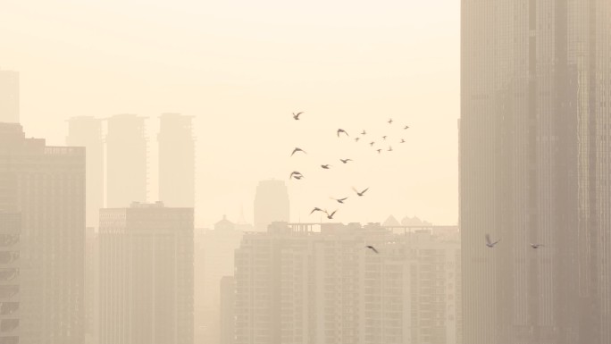 鸽子在城市上空飞翔