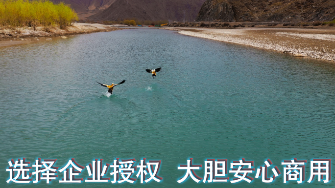 飞鸟视频西藏风光尼洋河比翼双飞的水鸟