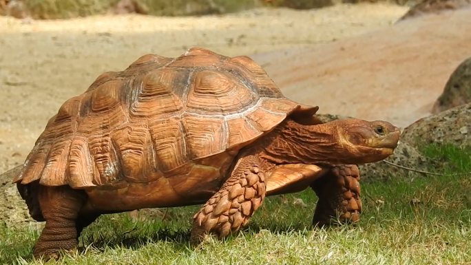 苏卡达陆龟  象龟