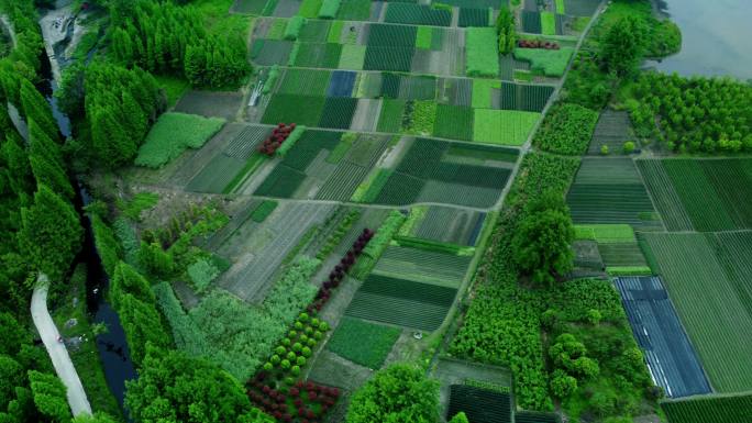 春天的田野 绿色乡村 乡村标准化蔬菜田地