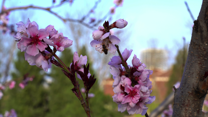 4K春天桃花赏花蜜蜂采蜜