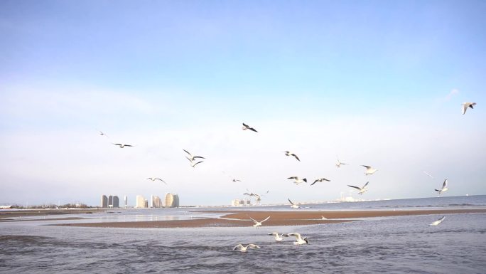 海鸥海鸟海边大海展翅飞翔