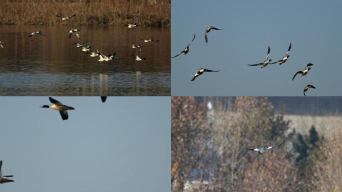 湿地公园起飞的秋沙鸭