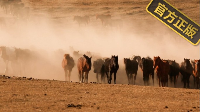 新疆八月草原牧场 草场马场放牧 马群奔跑