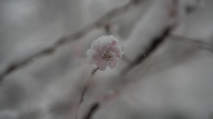 风雪中的杏花