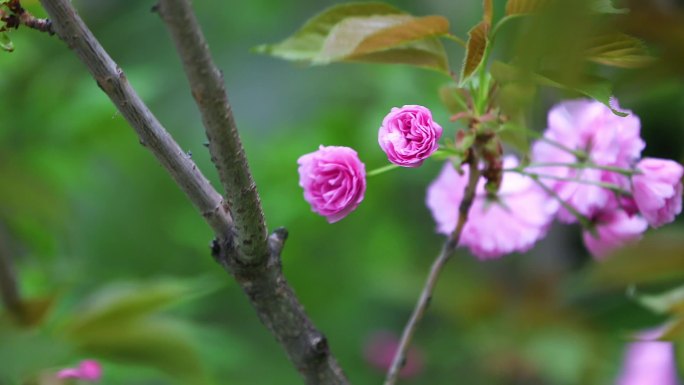 花 花朵花朵特写 开花春天唯美 百花齐放