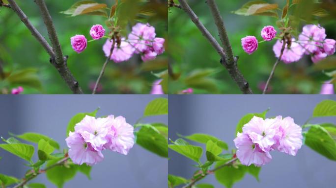 花 花朵花朵特写 开花春天唯美 百花齐放