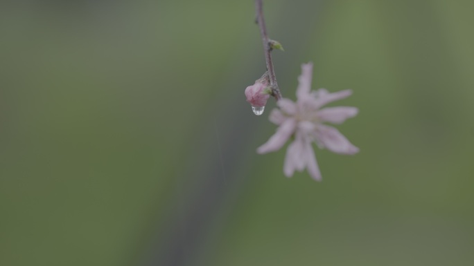 雨天滴水桃花