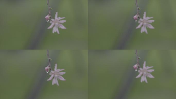 雨天滴水桃花