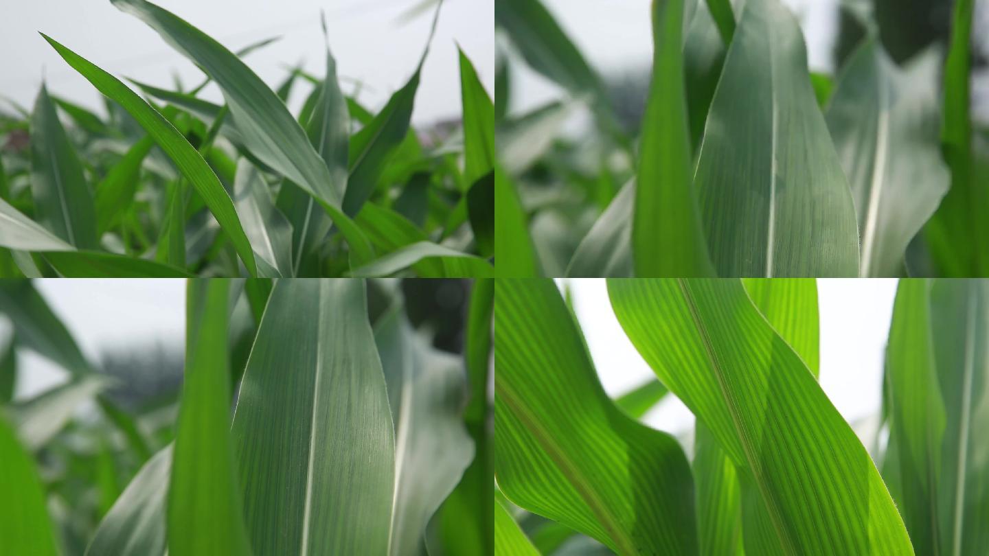 绿色玉米叶新鲜玉米芯图片下载 - 觅知网