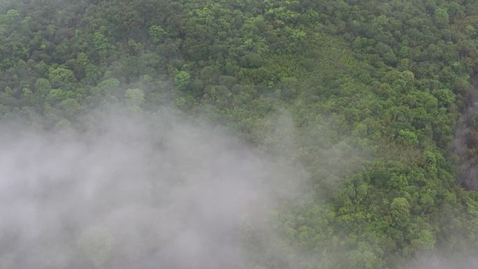 浓雾密林