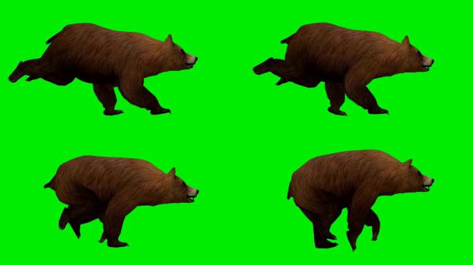 奔跑的熊绿色屏幕特效视频可爱