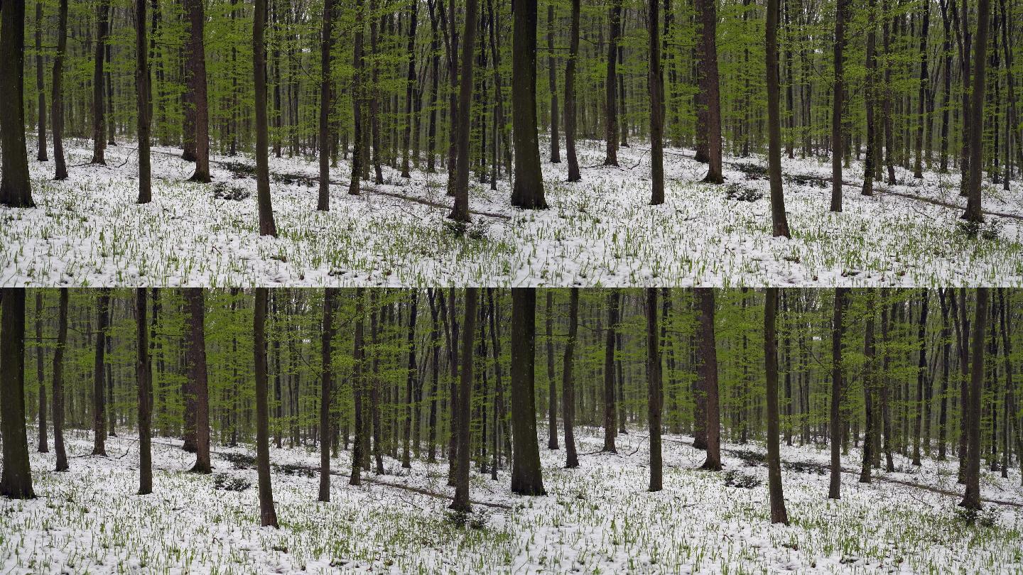 林中飘雪的春天冬季雪花下雪雾凇风景