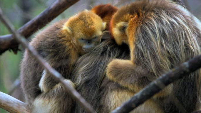 金丝猴抱在一起