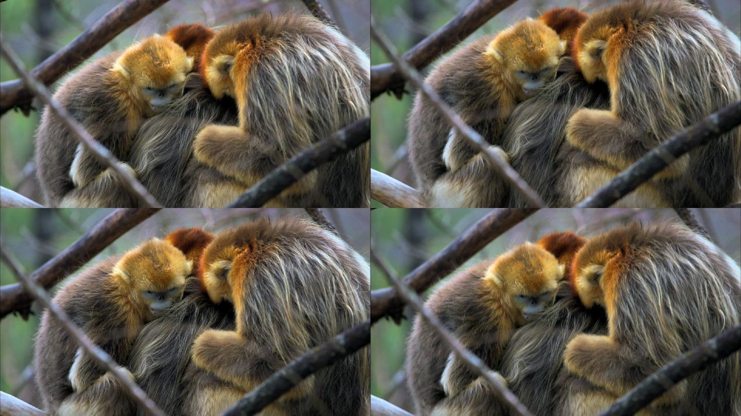 金丝猴抱在一起