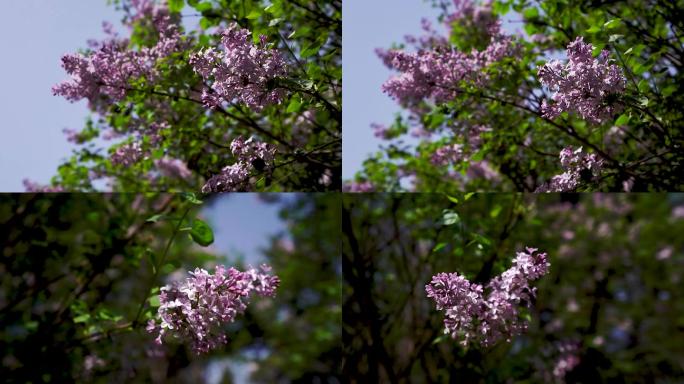 4K实拍公园紫色丁香花B