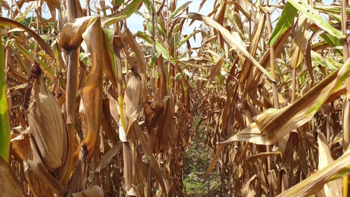 玉米田受到气候变化的影响。