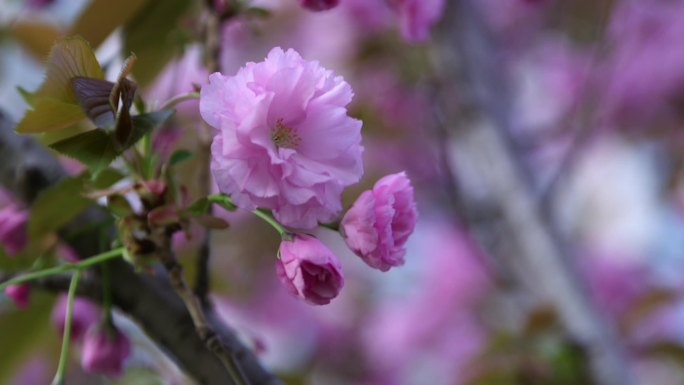 花 花朵 花朵特写 樱花 美丽春天