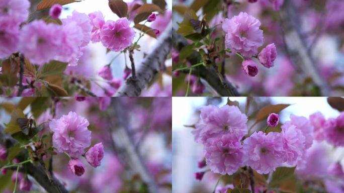 花 花朵 花朵特写 樱花 美丽春天