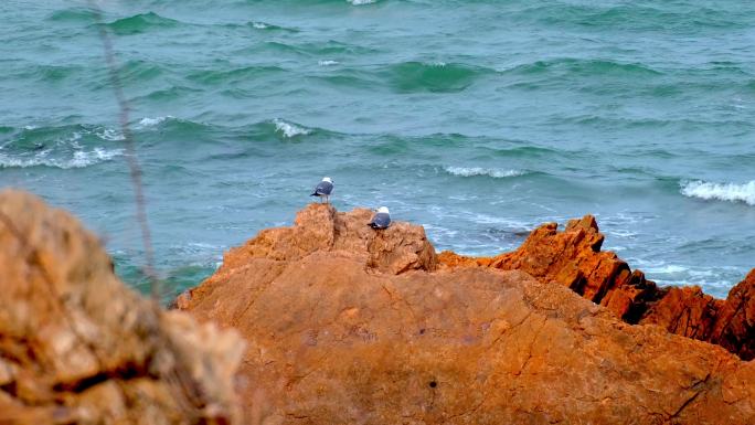礁石上的海鸥