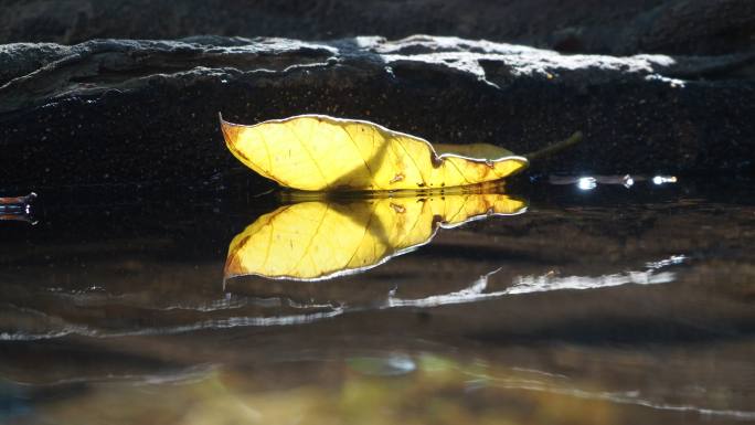 漂浮在水面上的秋叶