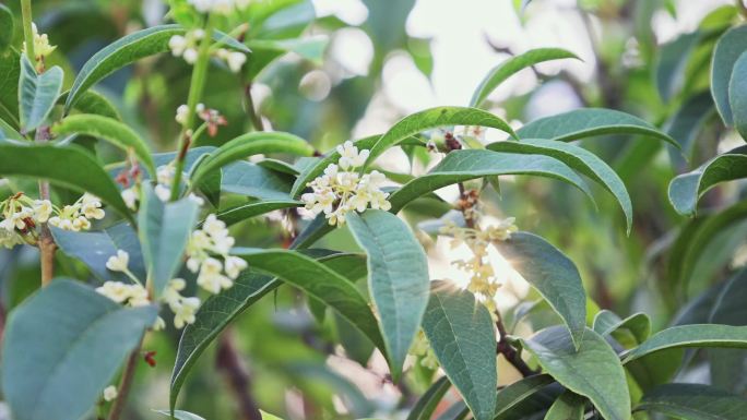 桂花树唯美空境