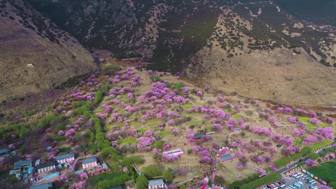 西藏风光视频林芝桃花节开满桃花山坡