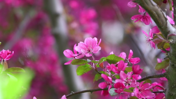 春天 万紫千红 粉红 百花盛开