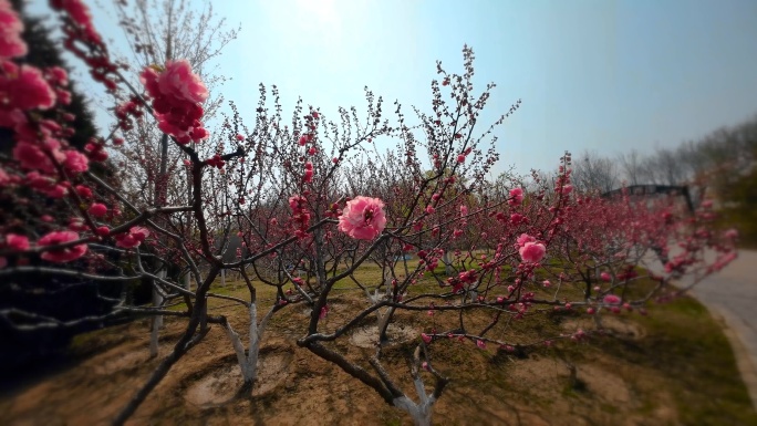 自然  花 树 风景 公园 春天