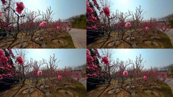 自然  花 树 风景 公园 春天