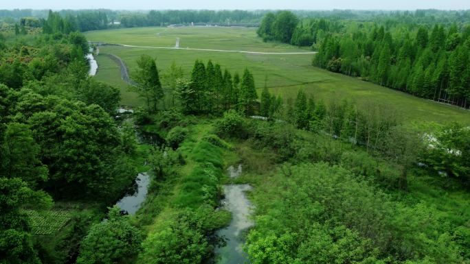 乡村绿地 麦冬基地