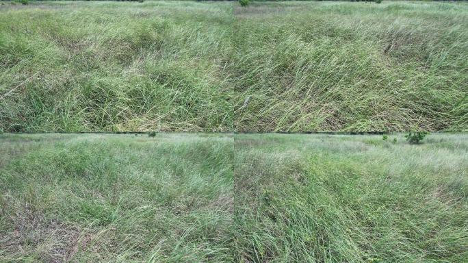 俯瞰前飞芦苇杂草丛