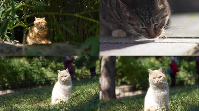 猫咪 野猫 故宫猫咪 猫咪打哈欠春季春天