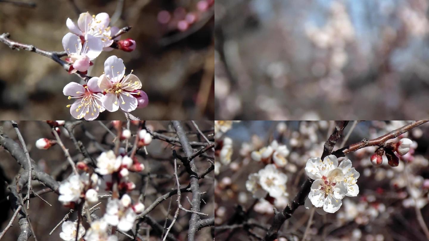 杏花素材拼接