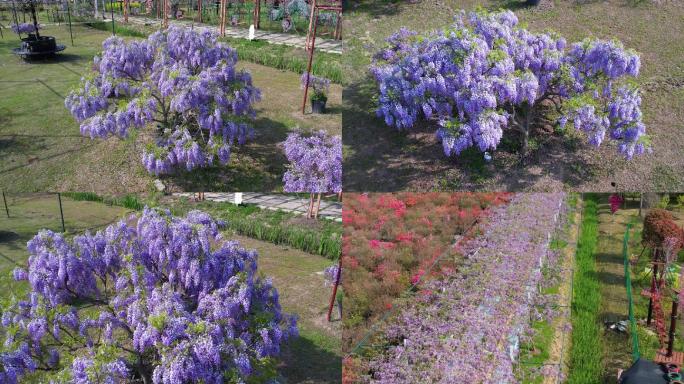 九龙湾花星球紫藤花