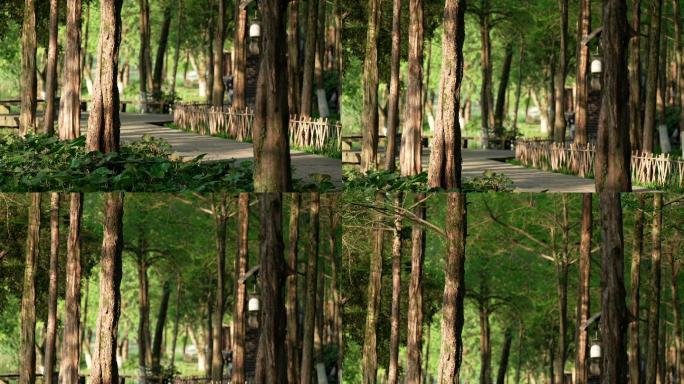 杭州 绿荫 小道 树林 森林