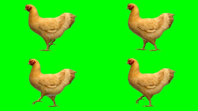 在绿屏上的鸡绿幕抠像合成三维动画
