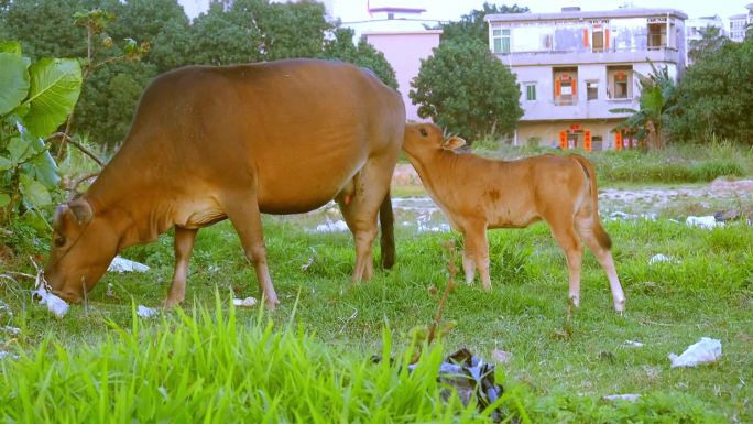 两母子觅食，小牛向老牛撒娇
