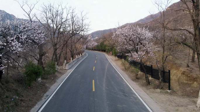 航拍春天开满杏花的道路